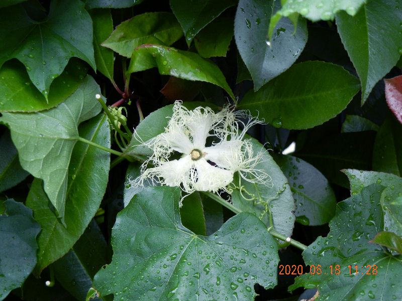blossom of kikarasu-uri2.jpg